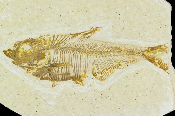 Bargain, Fossil Fish (Diplomystus) - Green River Formation #120481